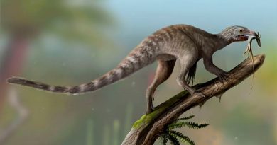 Encuentran ancestro no volador de los pterosaurios