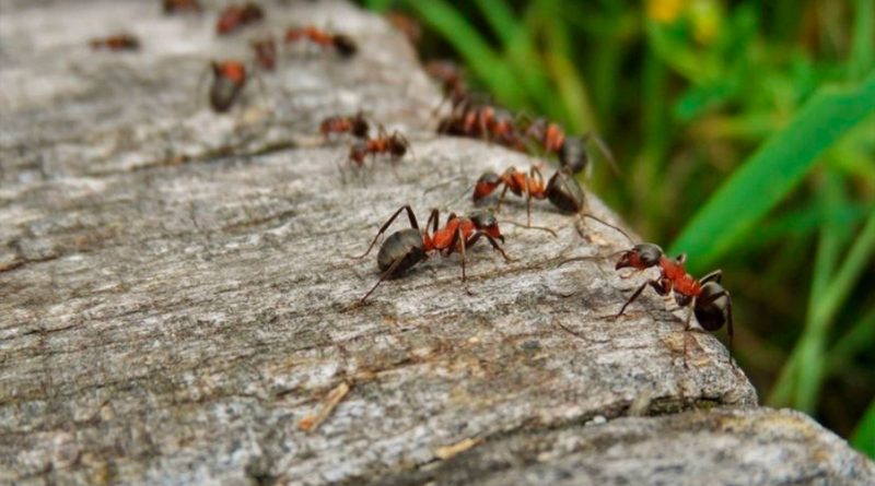 Primera medición global del impacto de las hormigas invasoras