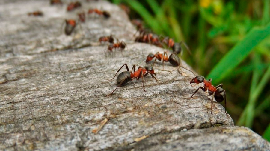 Primera medición global del impacto de las hormigas invasoras