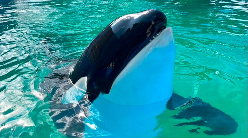 Muere 'Lolita', la orca que pasó 50 años en el acuario de Miami