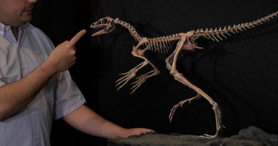 Fósil de hace 230 millones de años hallado en Brasil podría aclarar el origen de los dinosaurios