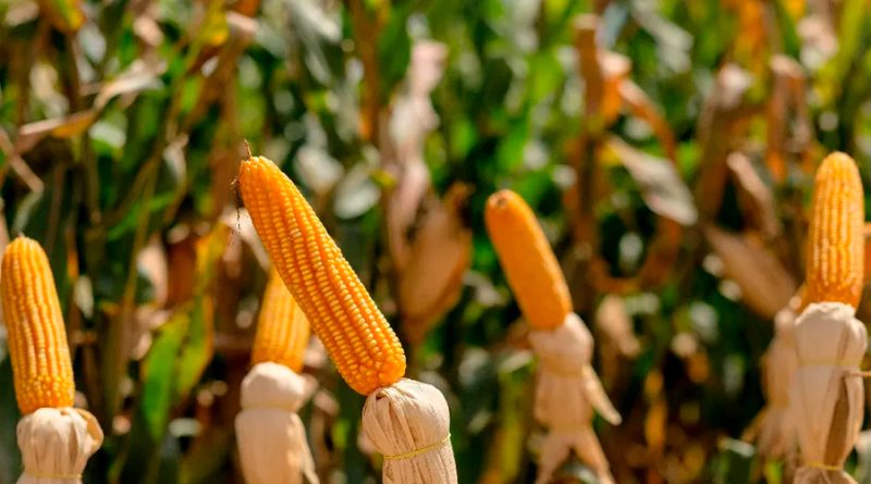 Integrantes del gobierno de EU y sus científicos apoyan medidas contra México por maíz