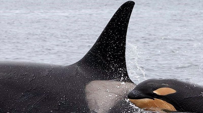 Linajes de orcas en Japón se remontan a hace 20.000 años