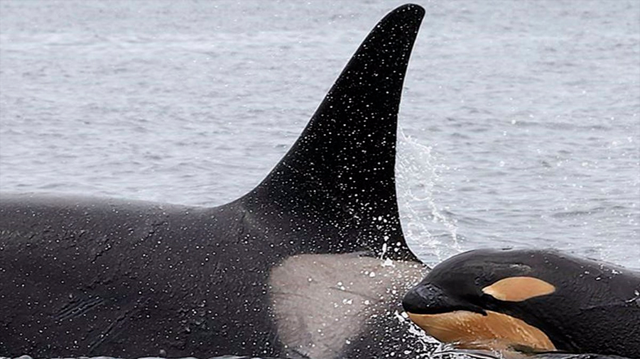 Linajes de orcas en Japón se remontan a hace 20.000 años