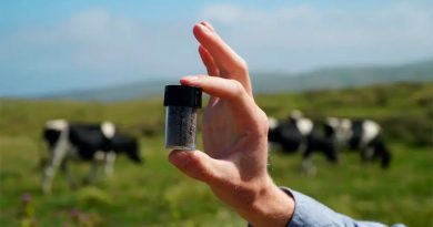 Descubren un alga que puede acabar con las emisiones de metano producidas por el ganado