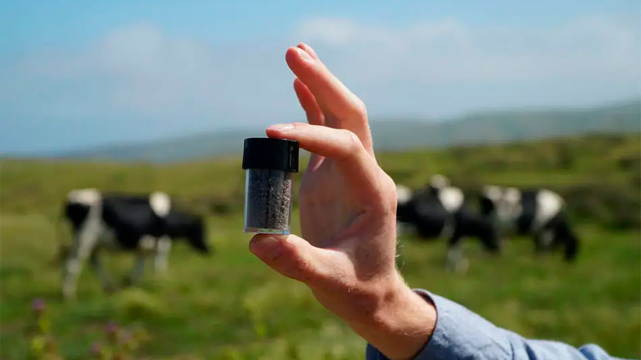 Descubren un alga que puede acabar con las emisiones de metano producidas por el ganado