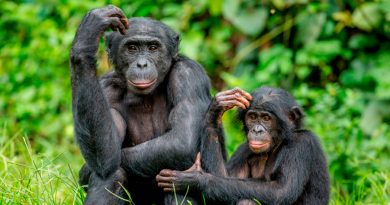 Se descubrió que los bonobos crecen de manera similar a los humanos