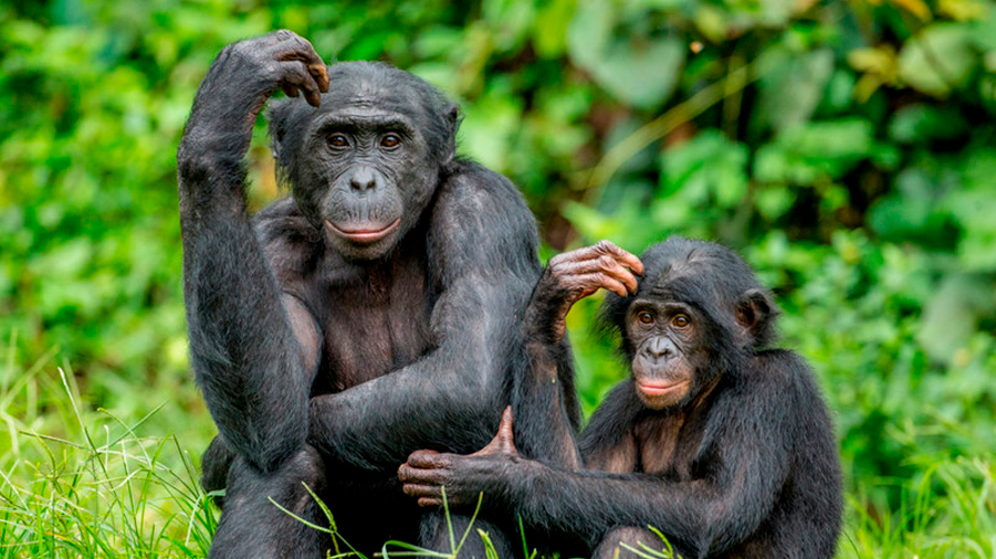 Se descubrió que los bonobos crecen de manera similar a los humanos