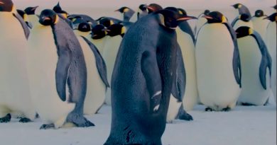 El deshielo malogra por primera vez la cría del pingüino emperador