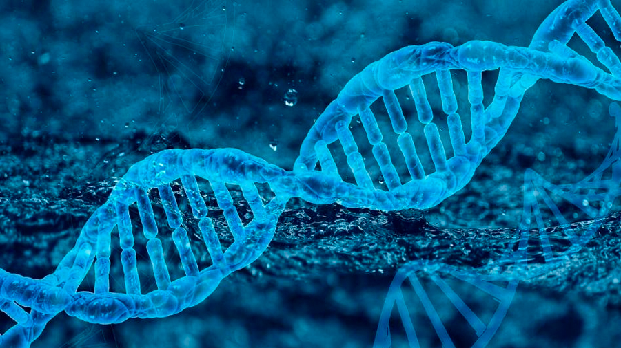 Descifrado el cromosoma Y, la última pieza del genoma humano completo