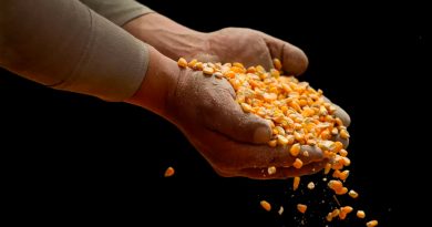 Las claves del pleito entre México y EU por el maíz transgénico que pasa por la ciencia