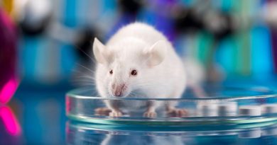 Ensayan en ratones un nuevo enfoque terapéutico para eliminar el cáncer de páncreas avanzado