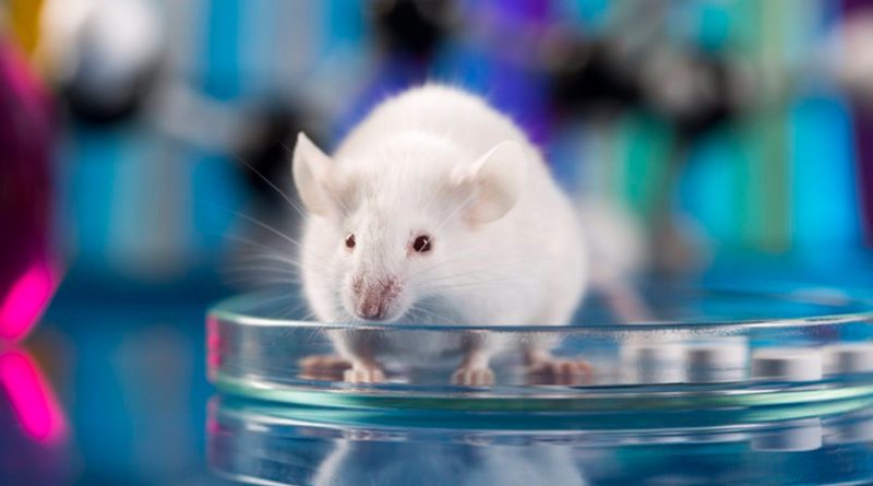 Ensayan en ratones un nuevo enfoque terapéutico para eliminar el cáncer de páncreas avanzado