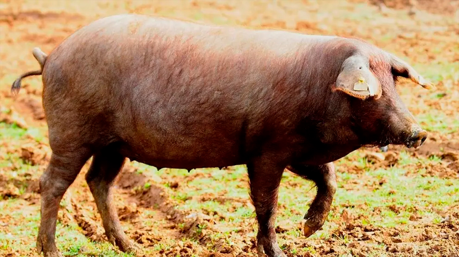 El curioso y sorprendente motivo que hace que los cerdos tengan orgasmos de hasta 30 minutos