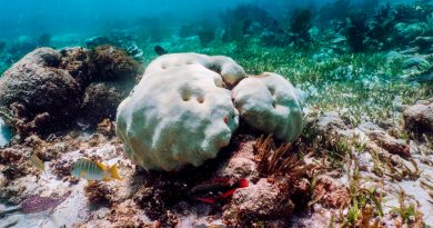 corales mexicanos enfrentan muerte masiva por aumento en la temperatura del agua