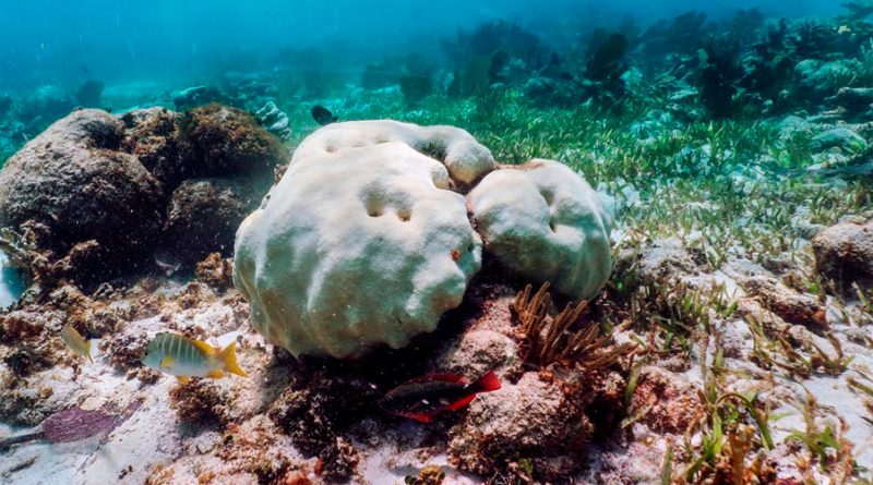corales mexicanos enfrentan muerte masiva por aumento en la temperatura del agua