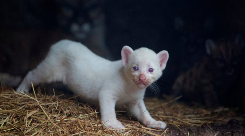 Un puma albino nace en un zoológico de Nicaragua