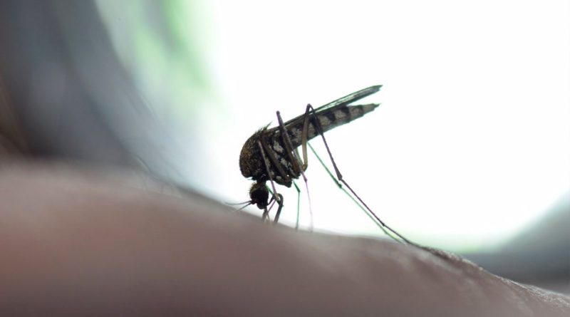 Descubren el 'escudo de invisibilidad' del virus chikungunya, podría conducir a vacunas o tratamientos