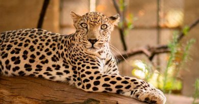 Secuenciado el genoma del leopardo de Arabia, una subespecie en peligro de extinción