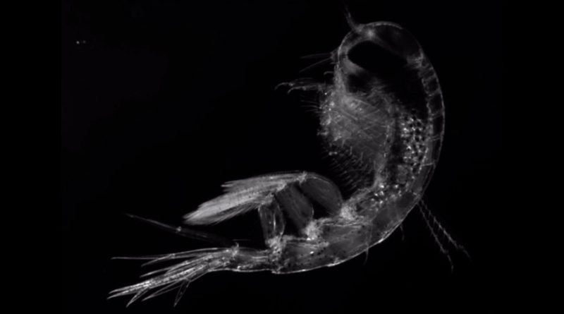 El deshielo ártico inducirá menos plancton disponible como alimento