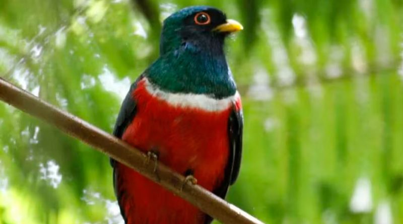 El desarrollo agrícola amenaza a las aves en los Andes tropicales, según un estudio
