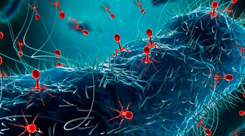 Fagos: virus 'come' bacterias para combatir la resistencia a los antibióticos