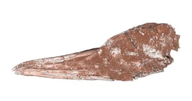 Un fósil sitúa el origen de unas aves en la desaparecida Zealandia