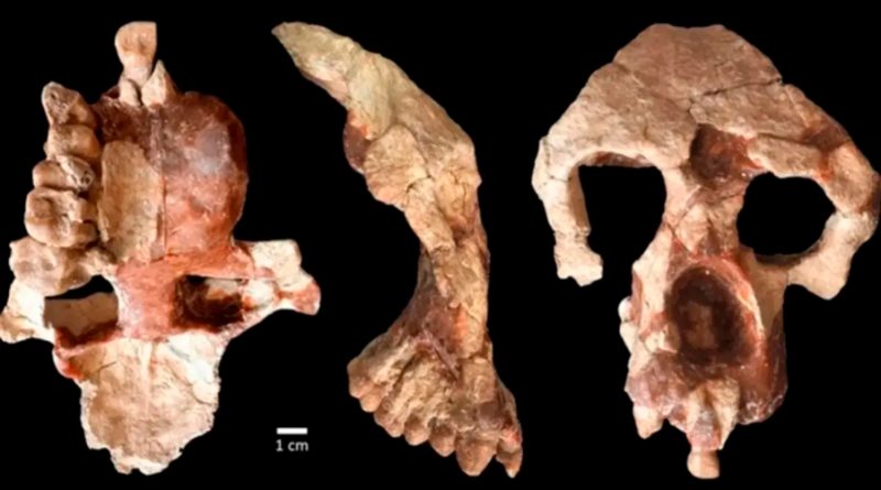 Este nuevo fósil de simio pone en tela de juicio los orígenes africanos del ser humano