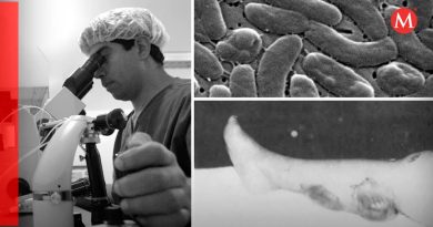 Qué se sabe de la bacteria 'come carne' y cómo se previene el vibrio vulnificus del que alerta EU