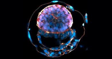 Crean embriones humanos sintéticos con 14 días de vida a partir de células madre