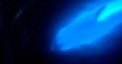 Fotógrafo graba a delfín bioluminiscente, es asombroso