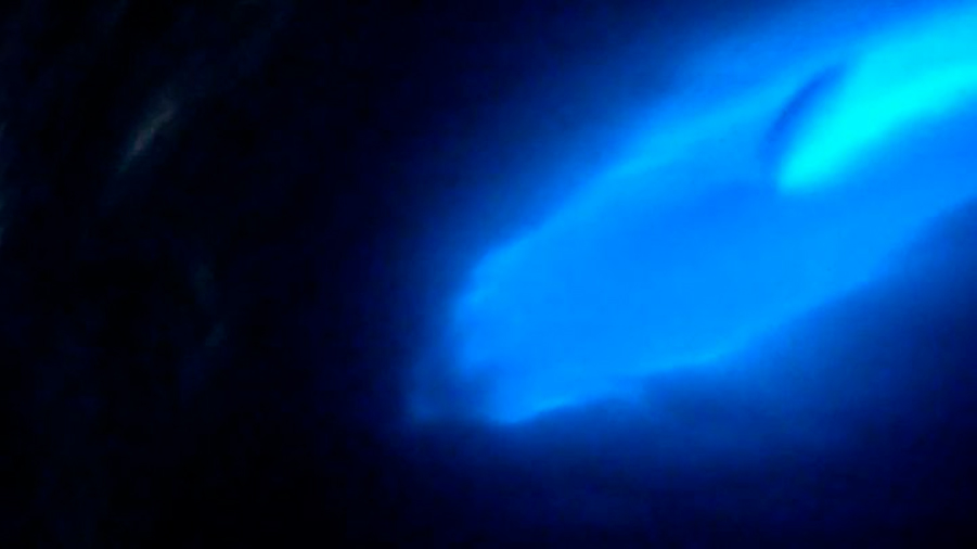Fotógrafo graba a delfín bioluminiscente, es asombroso