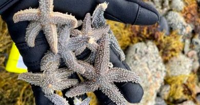 Evidencia de hibridación entre especies de estrellas de mar
