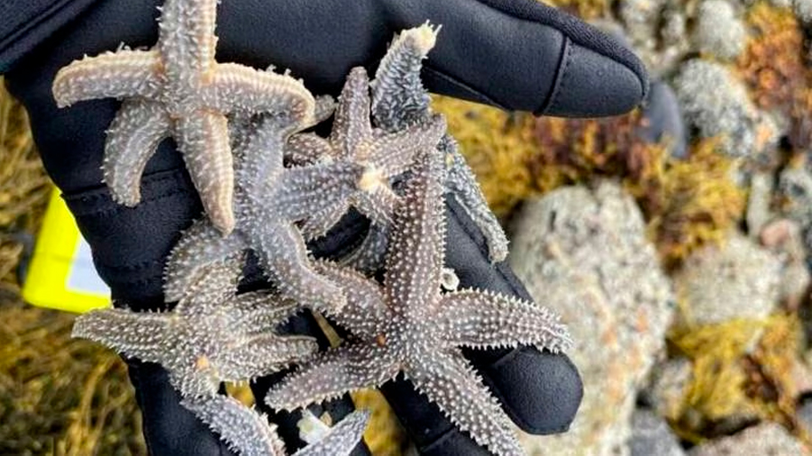 Evidencia de hibridación entre especies de estrellas de mar