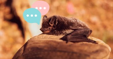 Los científicos están empezando a aprender el lenguaje de los murciélagos y las abejas utilizando IA