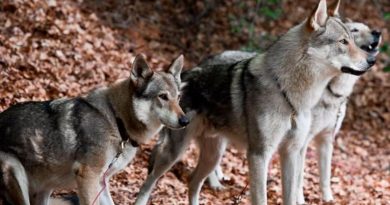 Evidencia de memoria espacial observacional en lobos y perros