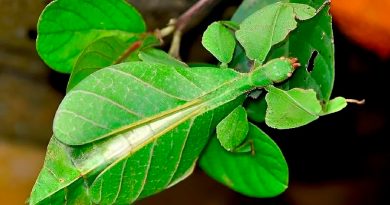 Investigadores descubren siete nuevas especies de hojas andantes
