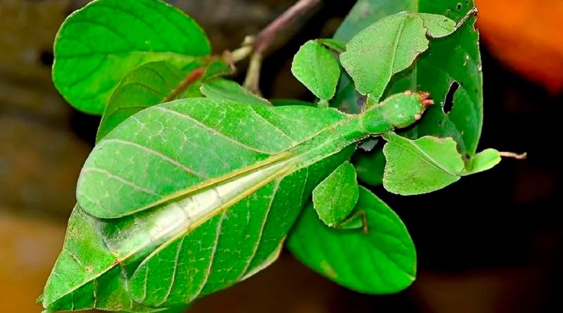 Investigadores descubren siete nuevas especies de hojas andantes