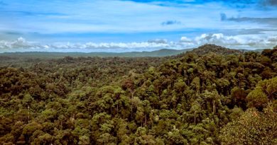 Un experimento de 20 años avala repoblar bosques tropicales talados