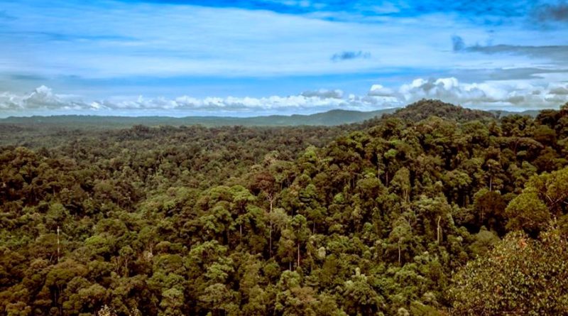 Un experimento de 20 años avala repoblar bosques tropicales talados