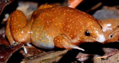 Descubren tres nuevas especies de “ranas invisibles” en la Amazonía colombiana