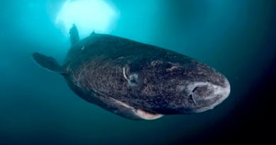 Descubren un tiburón de 500 años, el vertebrado más longevo del mundo