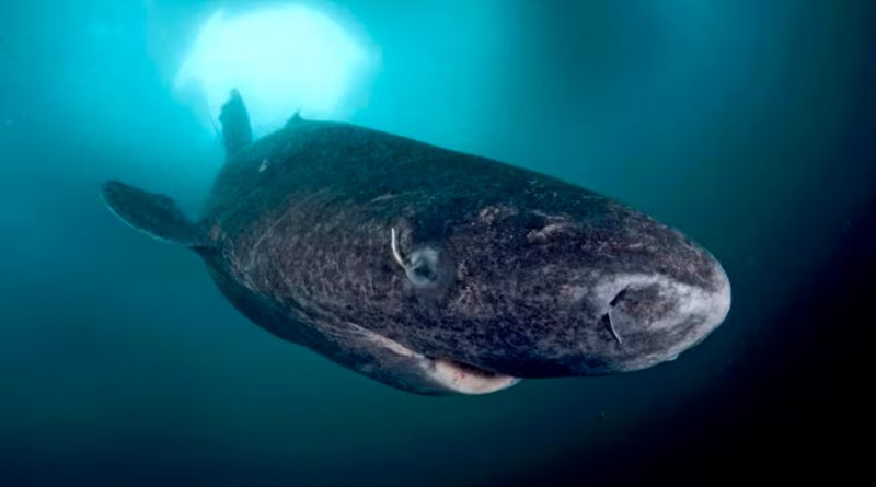 Descubren un tiburón de 500 años, el vertebrado más longevo del mundo