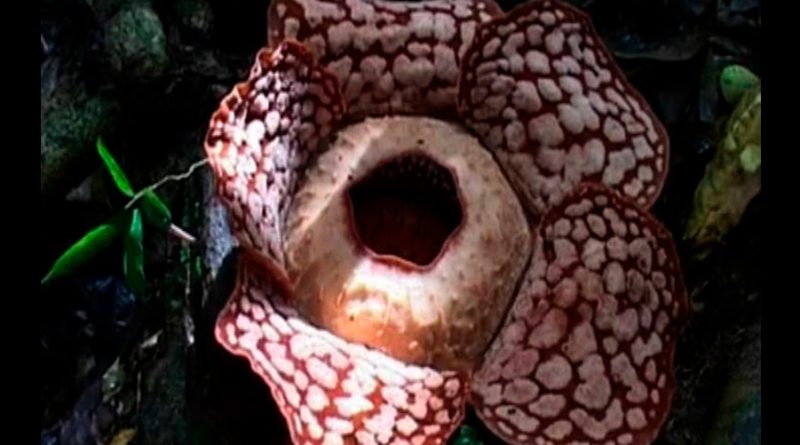 Rafflesia: la flor más grande del mundo corre riesgo de extinguirse