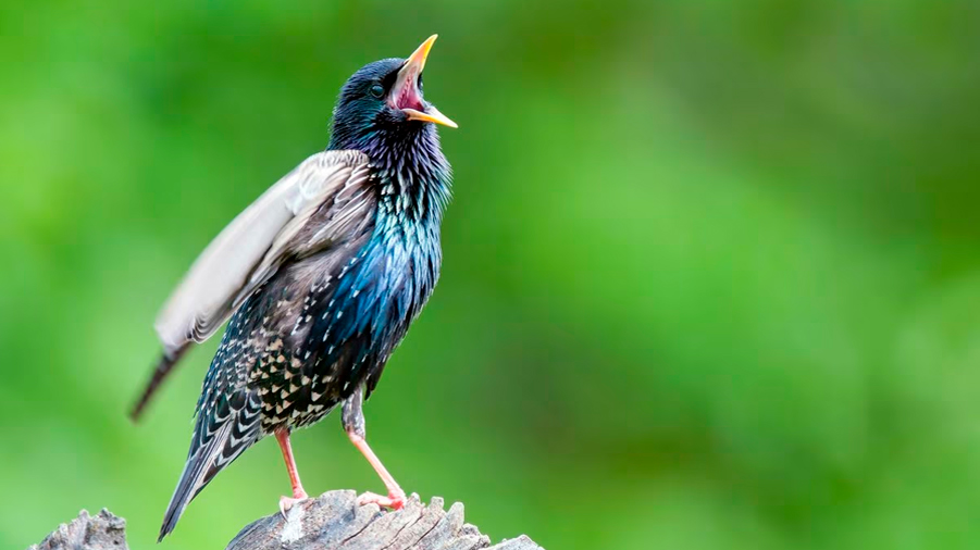 La sorprendente historia de un pájaro que interpretaba la música de Mozart