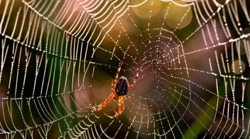 Gusanos de seda hilan tela de araña por primera vez, una alternativa a fibras sintéticas
