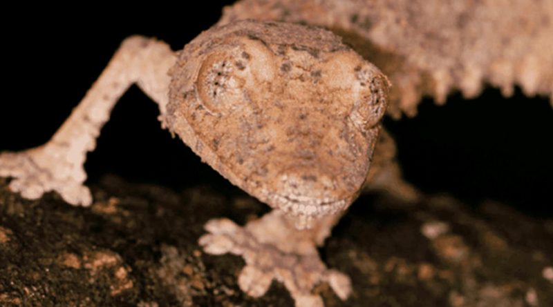 Descubren en Madagascar especie de reptil que se mimetiza con el color del tronco de los árboles