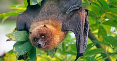 Desvelan el 'superpoder' de los murciélagos que cautiva a los científicos