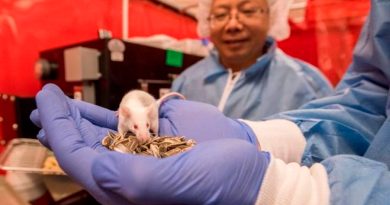 Prueban con éxito en ratones una terapia génica que revierte la parálisis
