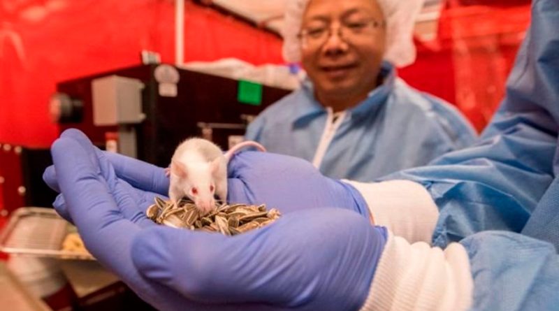 Prueban con éxito en ratones una terapia génica que revierte la parálisis